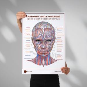 Анатомия лица человека: кровеносная и нервная системы (плакат А1)