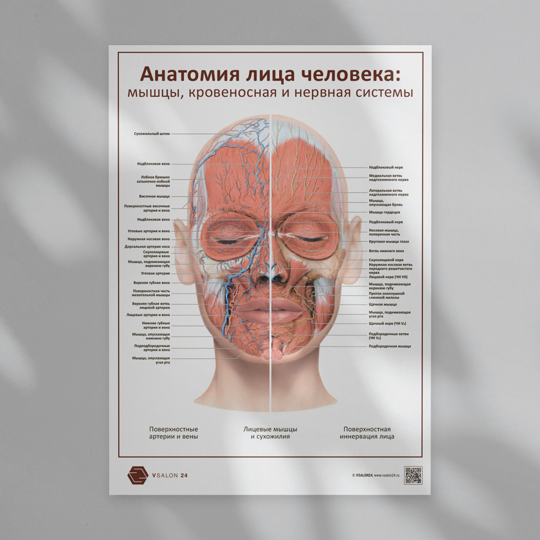 Анатомия лица человека: мышцы, кровеносная и нервная системы (плакат) ᐈ купить по низкой цене в интернет-магазине VSALON24
