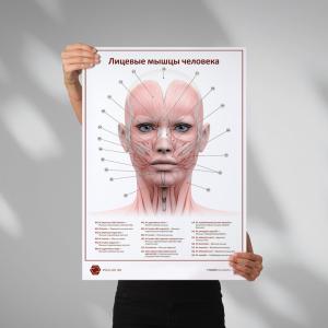 Лицевые мышцы человека (плакат А1)