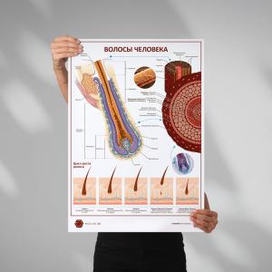 Волосы человека (плакат А1)
