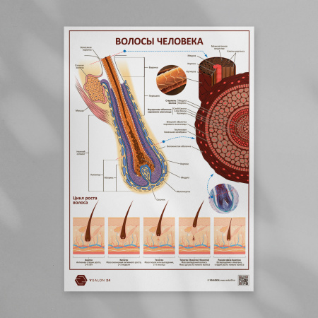 Фото - Волосы человека (плакат А1)