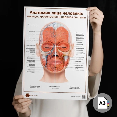 Фото - Анатомия лица человека: мышцы, кровеносная и нервная системы (плакат А3)