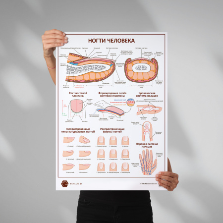 Фото - Ногти человека (плакат А1)
