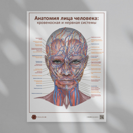Фото - Анатомия лица человека: кровеносная и нервная системы (плакат А1)