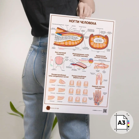 Фото - Ногти человека (плакат A3)