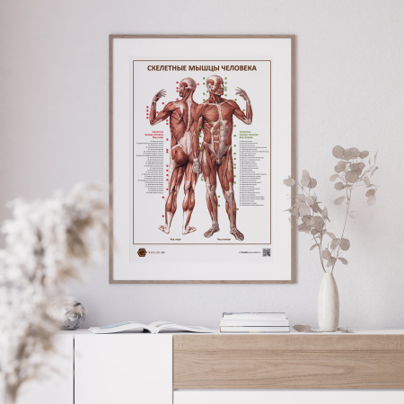 Фото - Скелетные мышцы человека (плакат А1)