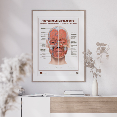 face_muscul_blood___POSTER-02___1920x1920px