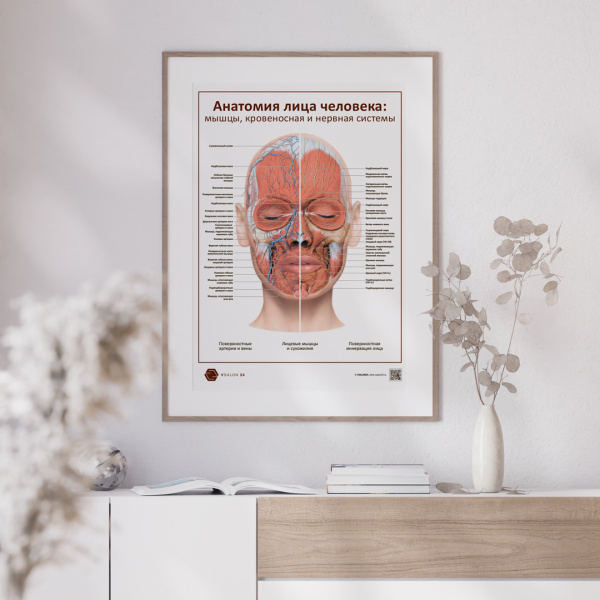 face_muscul_blood___POSTER-02___1920x1920px