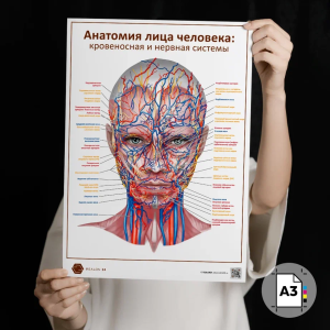 Фото - Анатомия лица человека: кровеносная и нервная системы (плакат А3)