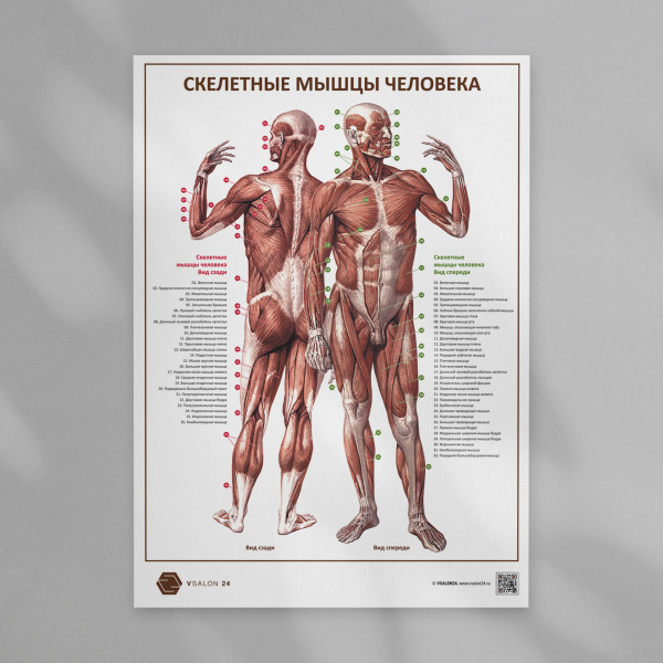 Фото - Скелетные мышцы человека (плакат А1)