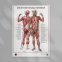 Фото - Скелетные мышцы человека (плакат А1)