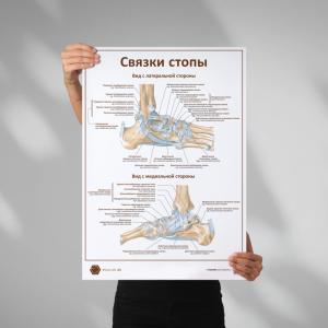 Фото - Связки стопы (плакат А1)