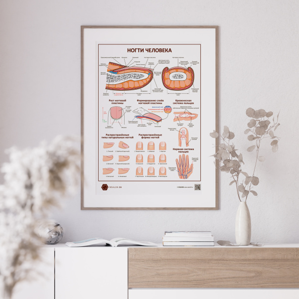 Фото - Ногти человека (плакат А1)