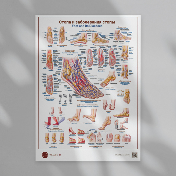 Фото - Стопа и заболевания стопы (русский и английский язык) (формат А1)