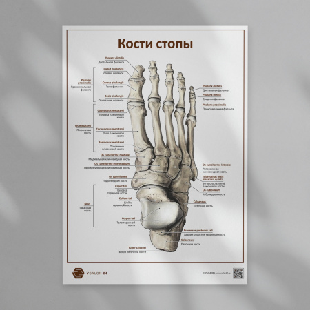 Kosti___POSTER-03___1920x1920px