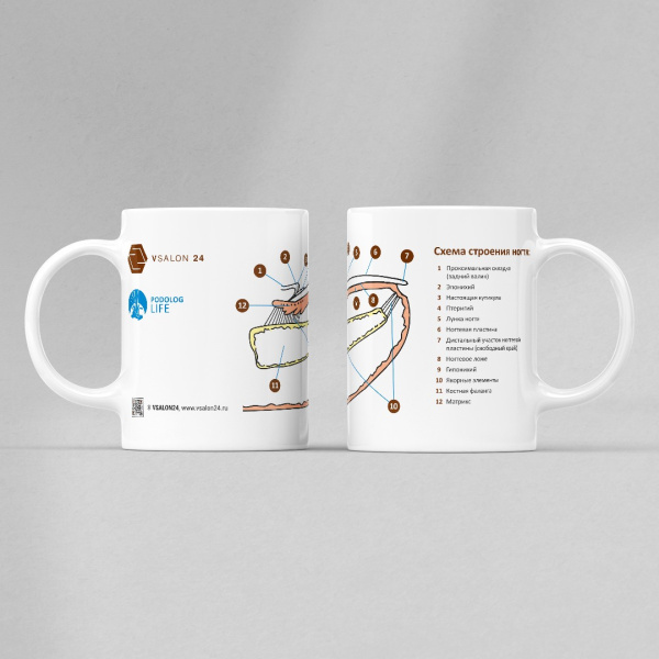 skhema_stroeniya_nogtya_2