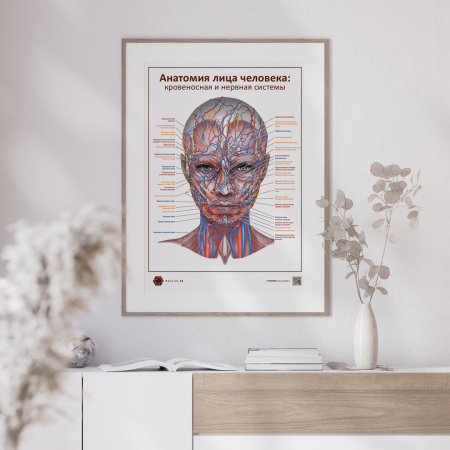 Фото - Анатомия лица человека: кровеносная и нервная системы (плакат А1)