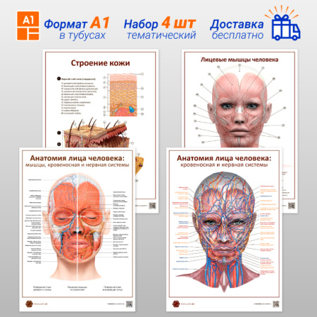 Фото - Набор плакатов 4 (в кабинет косметолога) (формат А1)