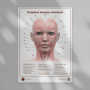 Фото - Лицевые мышцы человека (плакат А1)