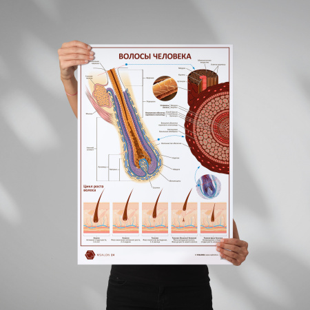 Фото - Волосы человека (плакат А1)