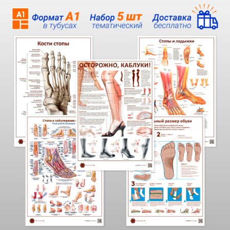 Фото - Набор плакатов 5 (в кабинет ортопеда) (формат А1)
