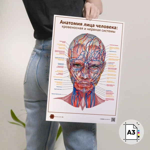 Фото - Анатомия лица человека: кровеносная и нервная системы (плакат А3)