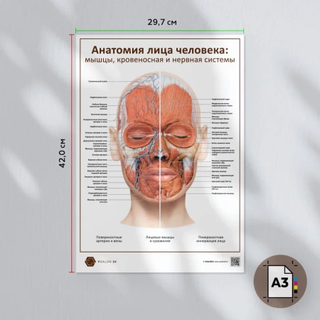 Фото - Анатомия лица человека: мышцы, кровеносная и нервная системы (плакат А3)