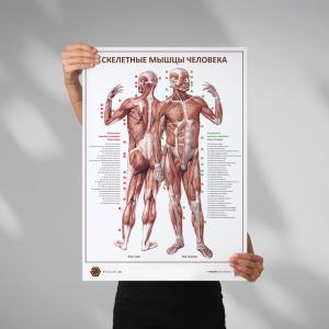 Фото - Скелетные мышцы человека (плакат А1)
