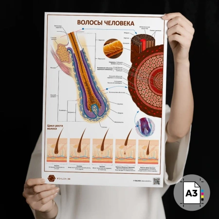 Фото - Волосы человека (плакат А3)