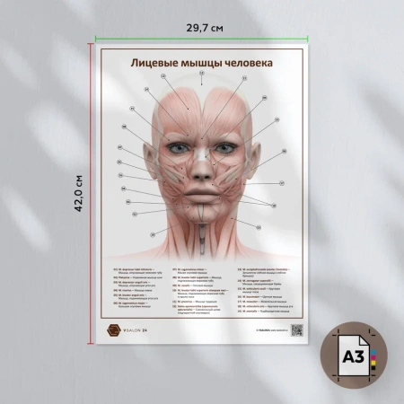 Фото - Лицевые мышцы человека (плакат А3)