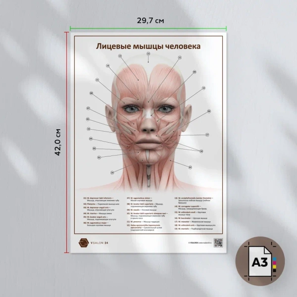 Фото - Лицевые мышцы человека (плакат А3)