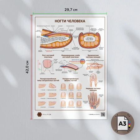 Фото - Ногти человека (плакат A3)